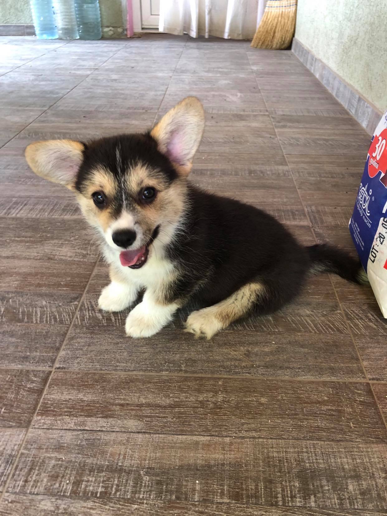 Szczenięta Welsh Corgi Pembroke